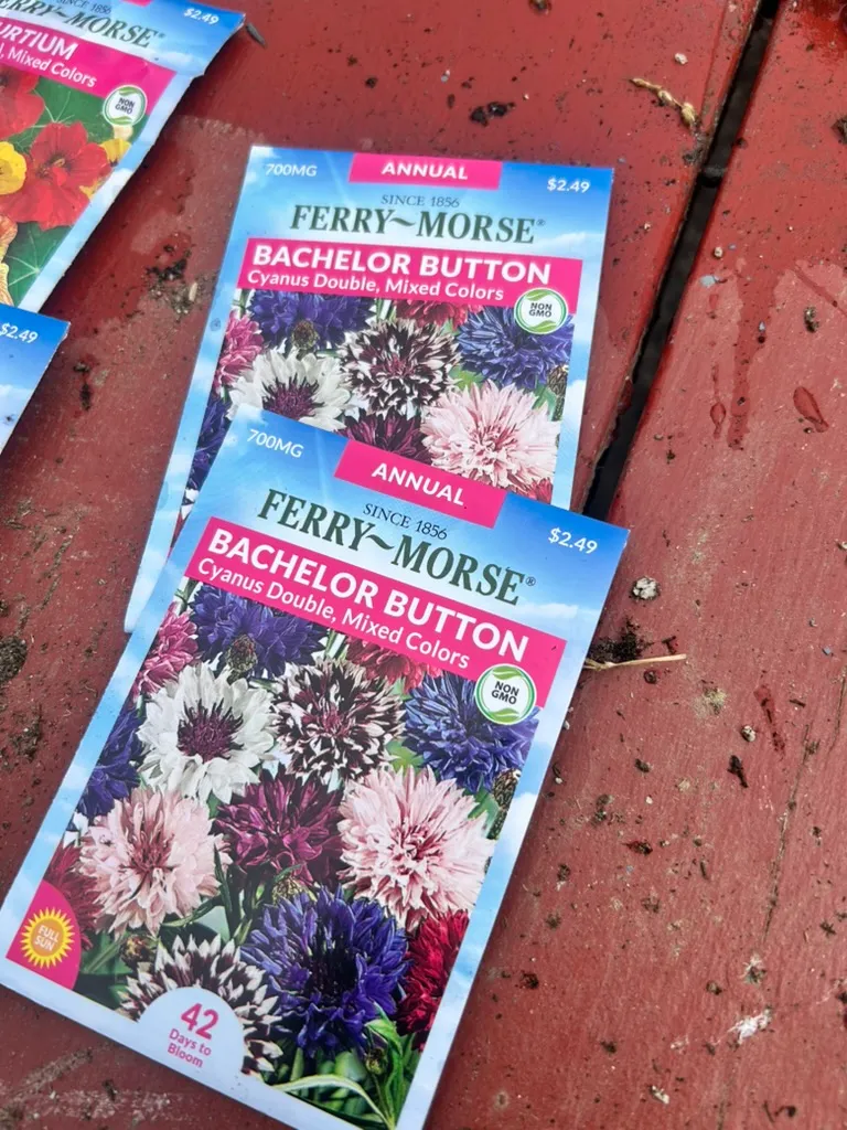 Two packets of bachelor button seeds on the picnic table