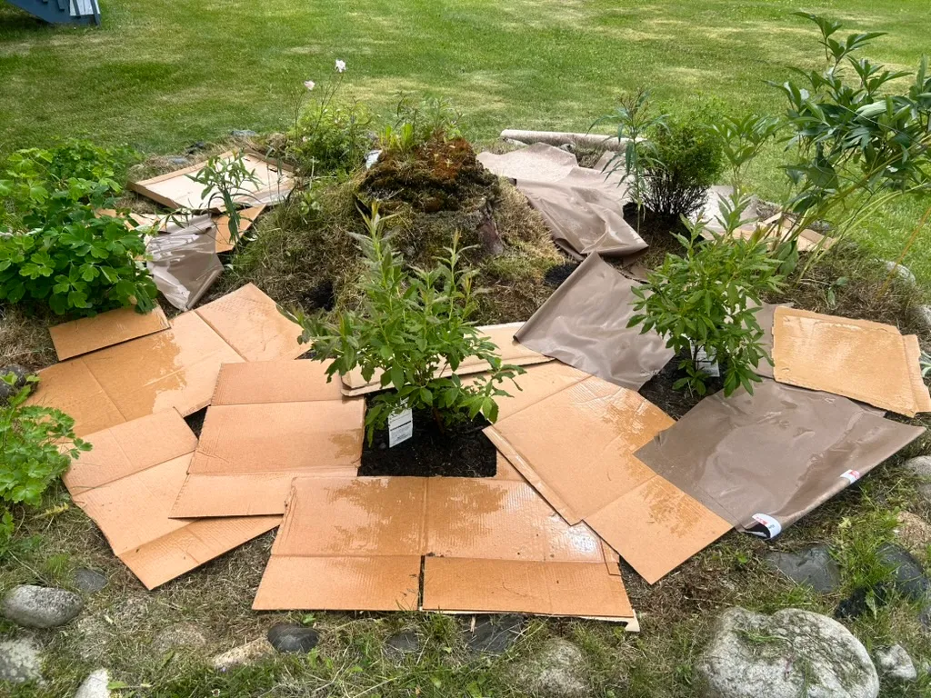 Cardboard laid down around the new plants before mulching