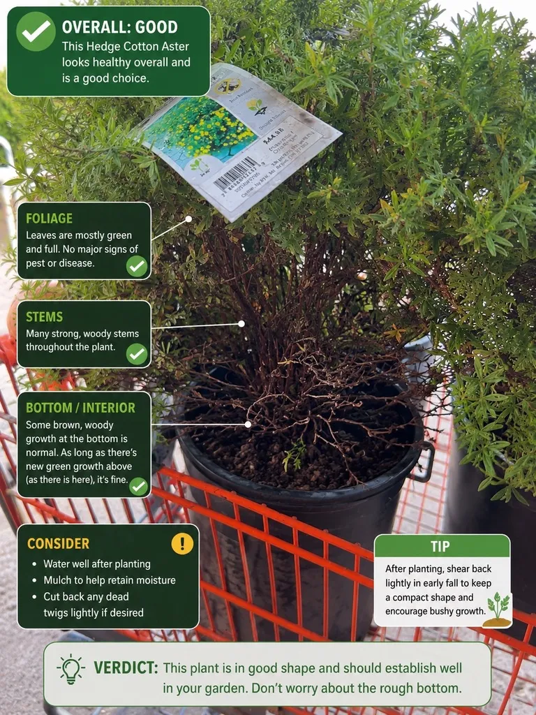 ChatGPT’s annotated check of a shrub in a shopping cart, with notes on foliage, stems and the base