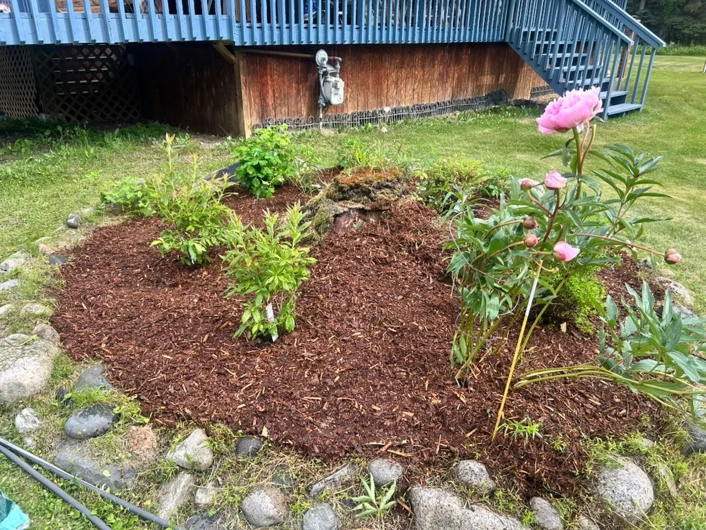A finished bed, freshly mulched, with a pink peony blooming at one end