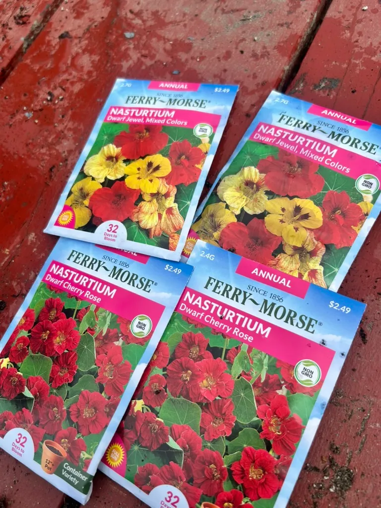 Four packets of nasturtium seeds, Dwarf Jewel and Dwarf Cherry Rose