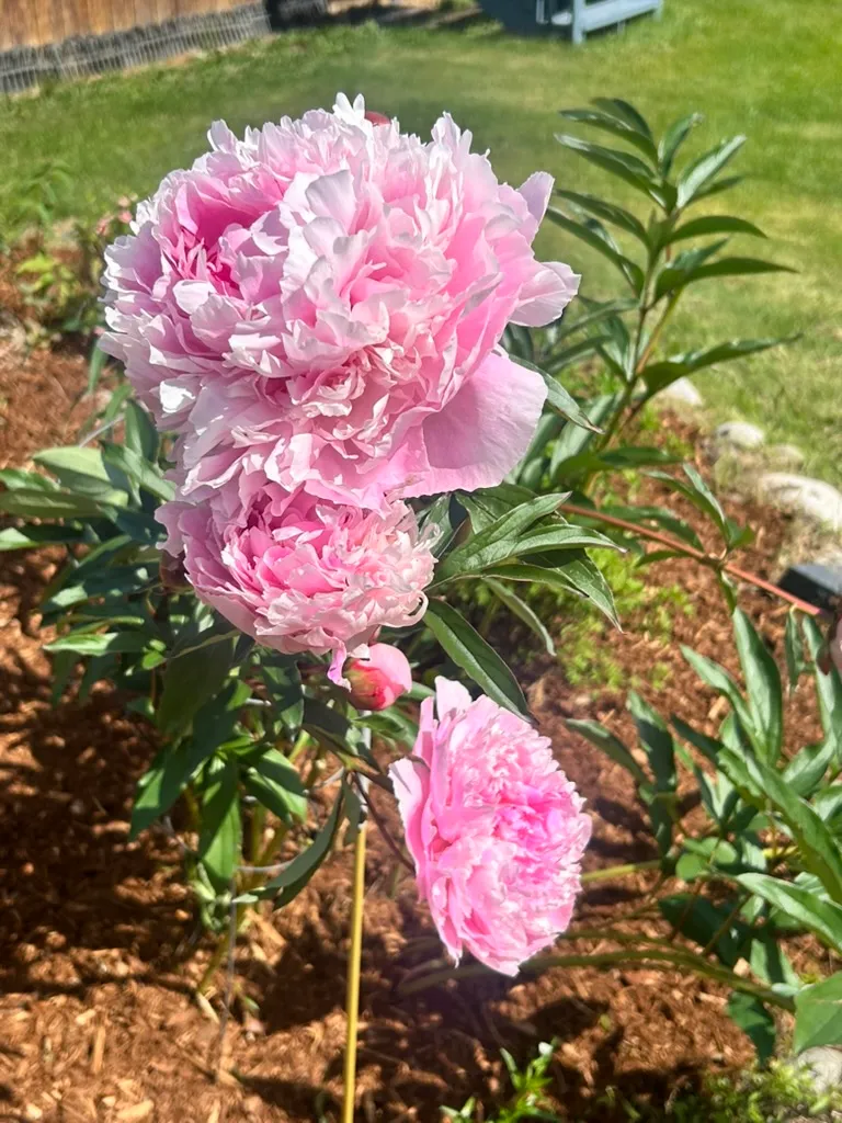 A big pink peony in bloom