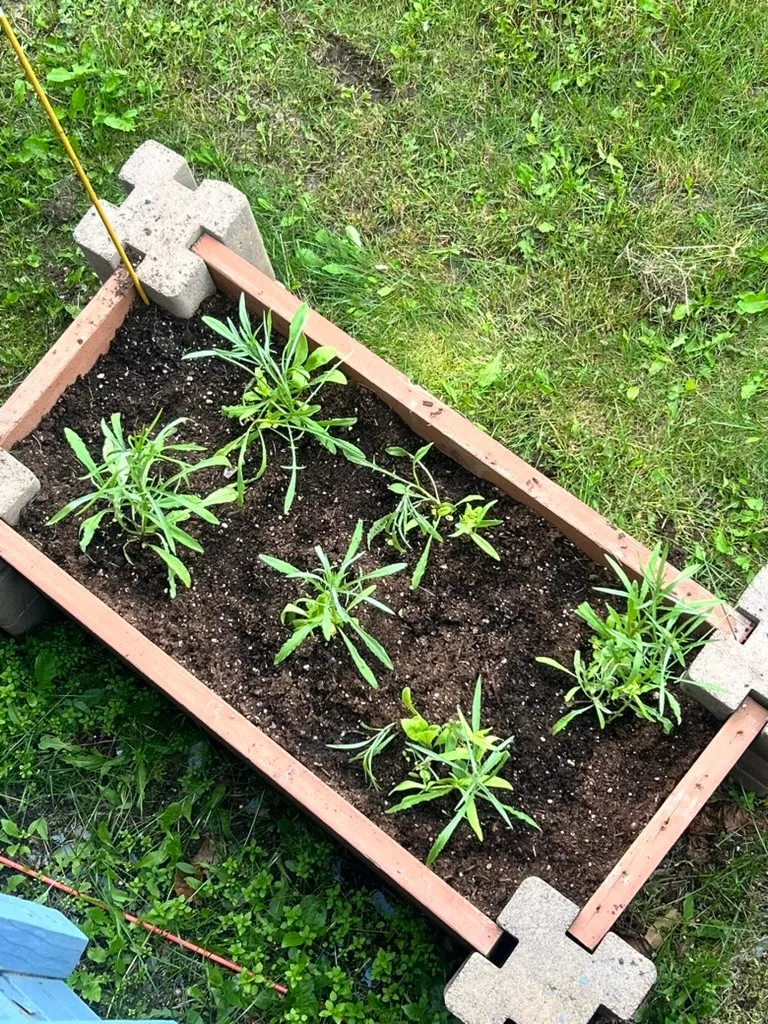 Seedlings planted in a raised wooden bed