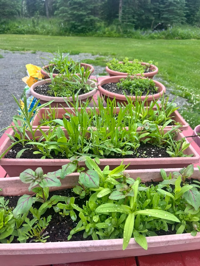 A close look at the seedlings coming up in the planters