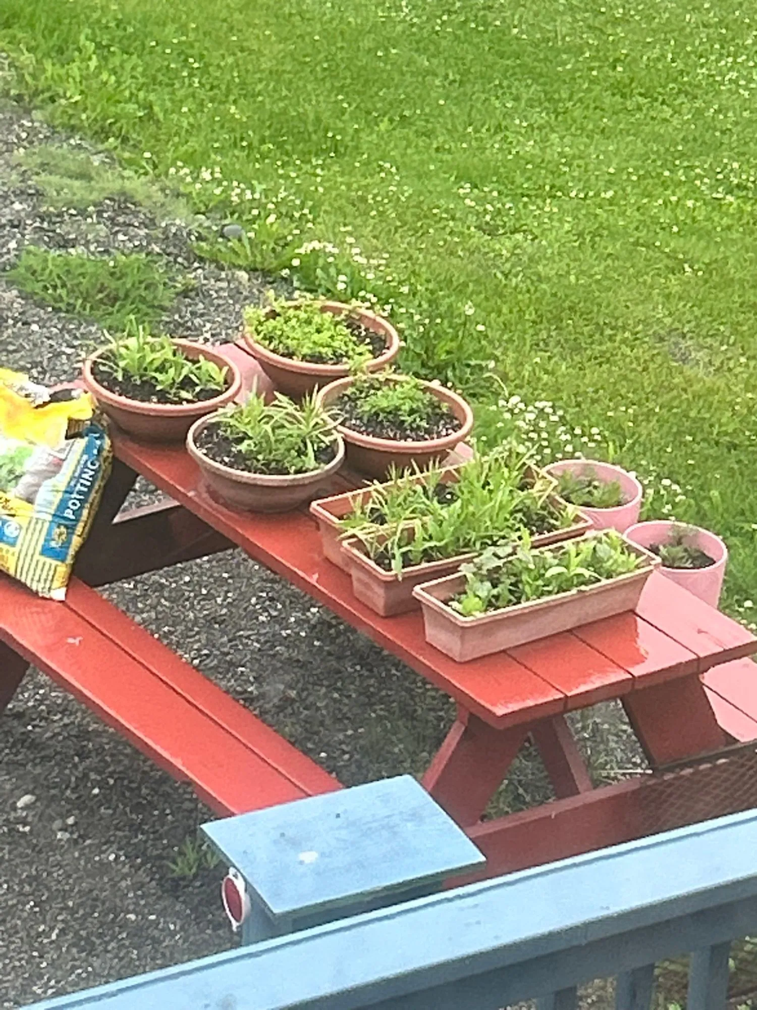 Pots and planters full of seedlings on the red picnic table