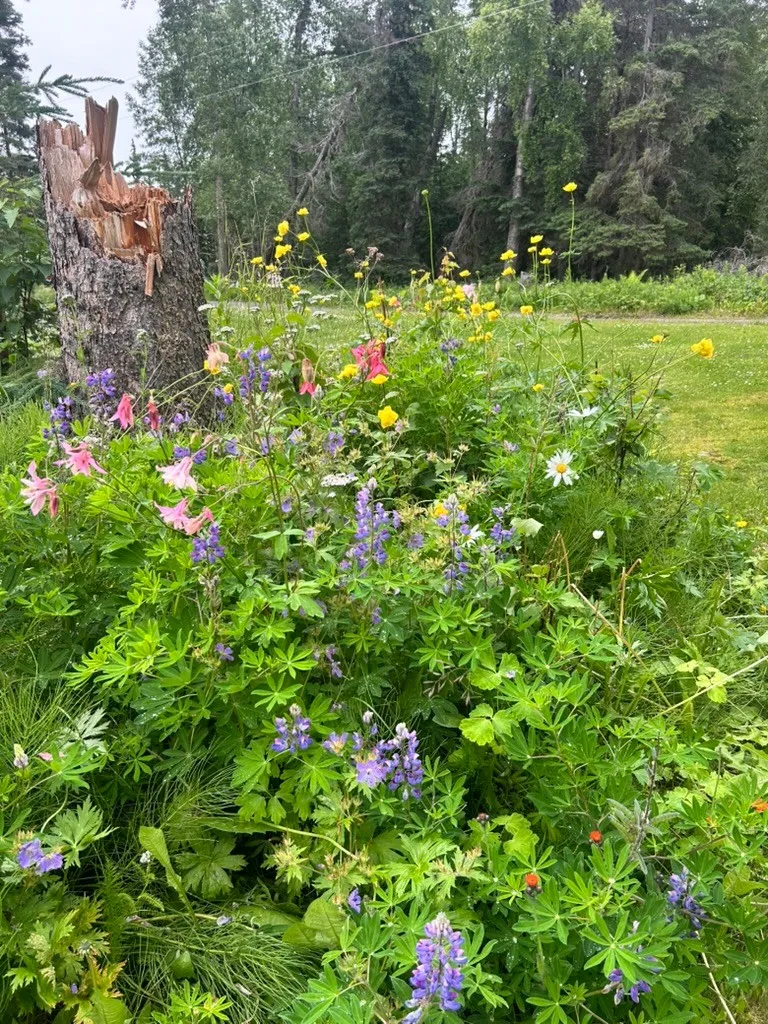 Lupine and wildflowers growing wild next to an old tree stump